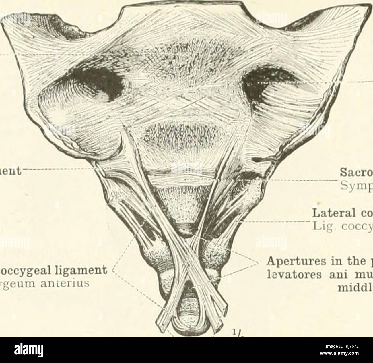 An atlas of human anatomy for students and physicians. Anatomy. 180 THE  ARTICULATIONS OF THE TRUNK Fourth sacral vertebra. Vei tel&quot; a sai  ralis IV Anterior or small sacrosciatic ligament 1