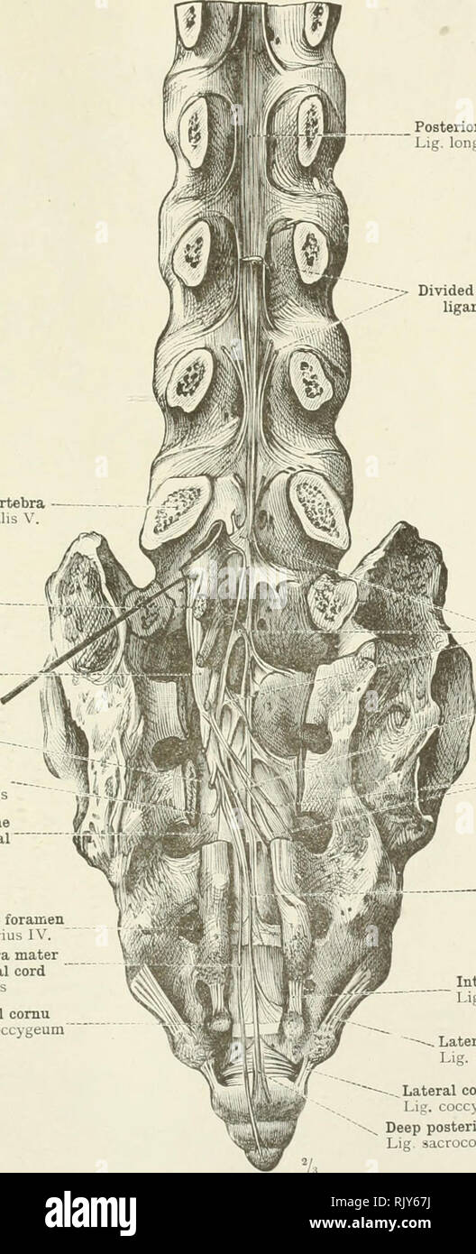 An atlas of human anatomy for students and physicians. Anatomy. THE  ARTICULATIONS OF THE TRUNK 179 Fifth lumbar vertebra â Vertebra lumbalis V.  a First sacral nerve wSS Nervus sacralis I