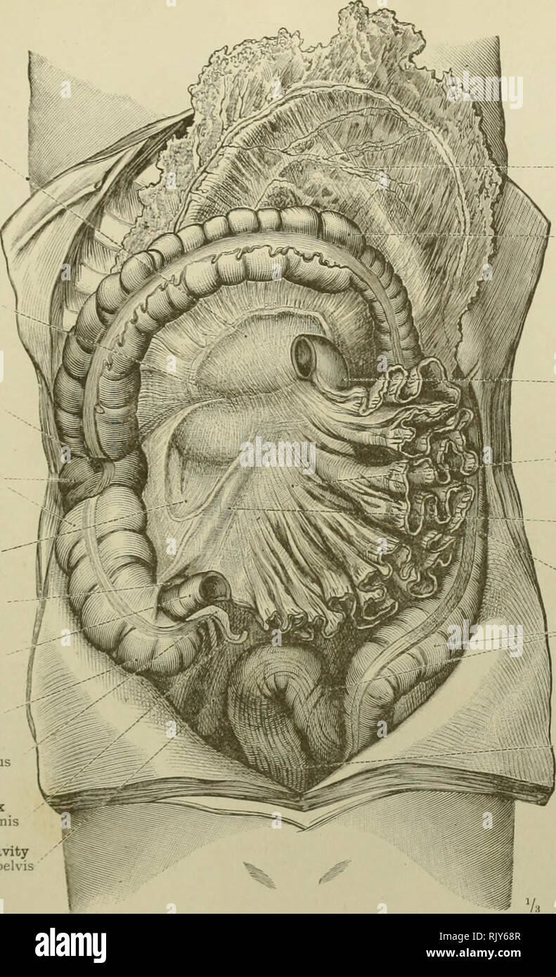 An atlas of human anatomy for students and physicians. Anatomy.  TOPOGRAPHICAL ANATOMY OF THE THORACIC AND ABDOMINAL VISCERA 475 Transverse mesocolon  Mesocolon transversum Line of attachment of the transverse mesocolon Hepatic