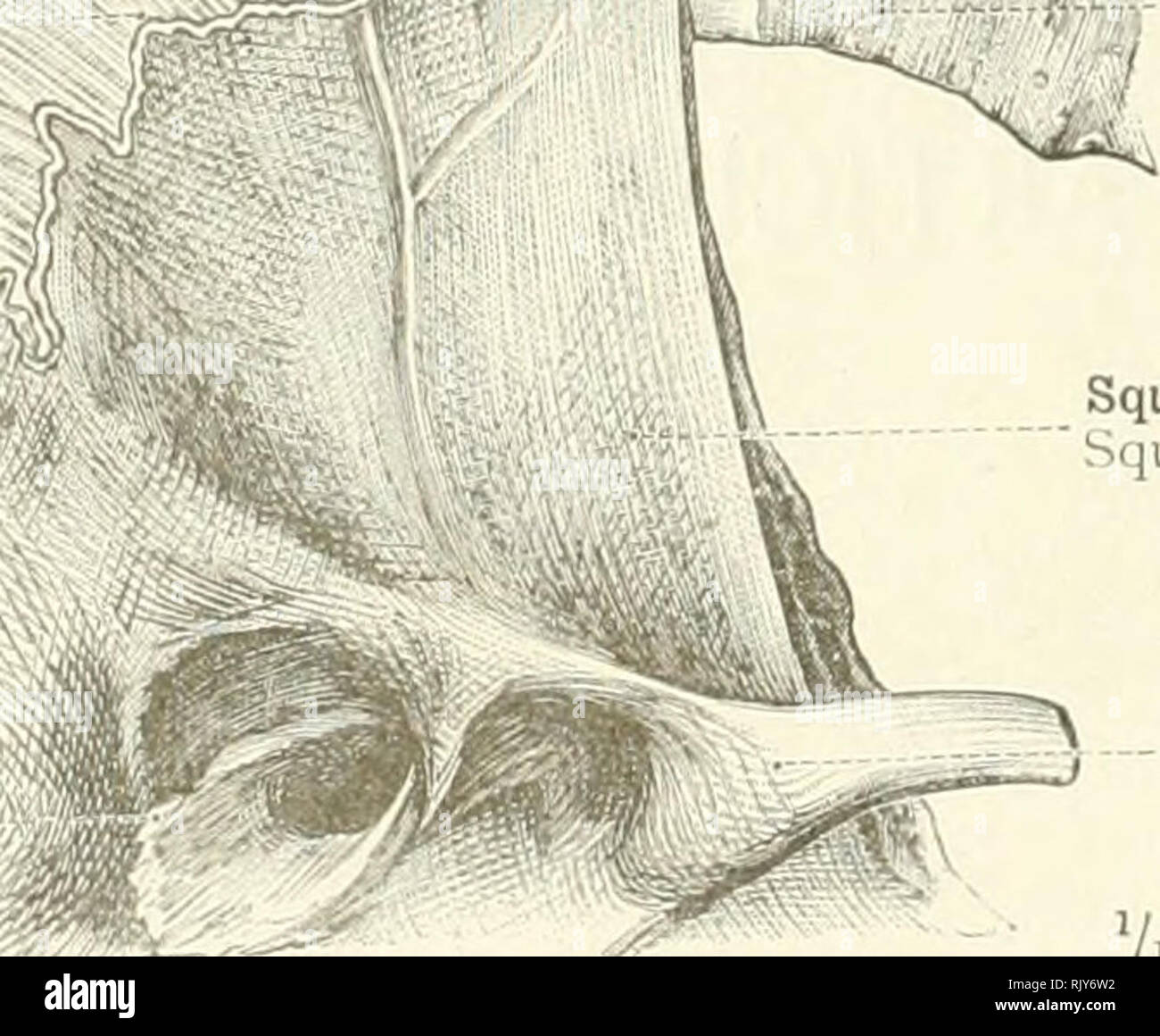 porus acusticus