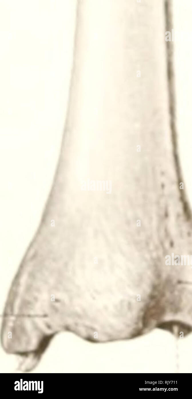 Fibular notch hires stock photography and images Alamy