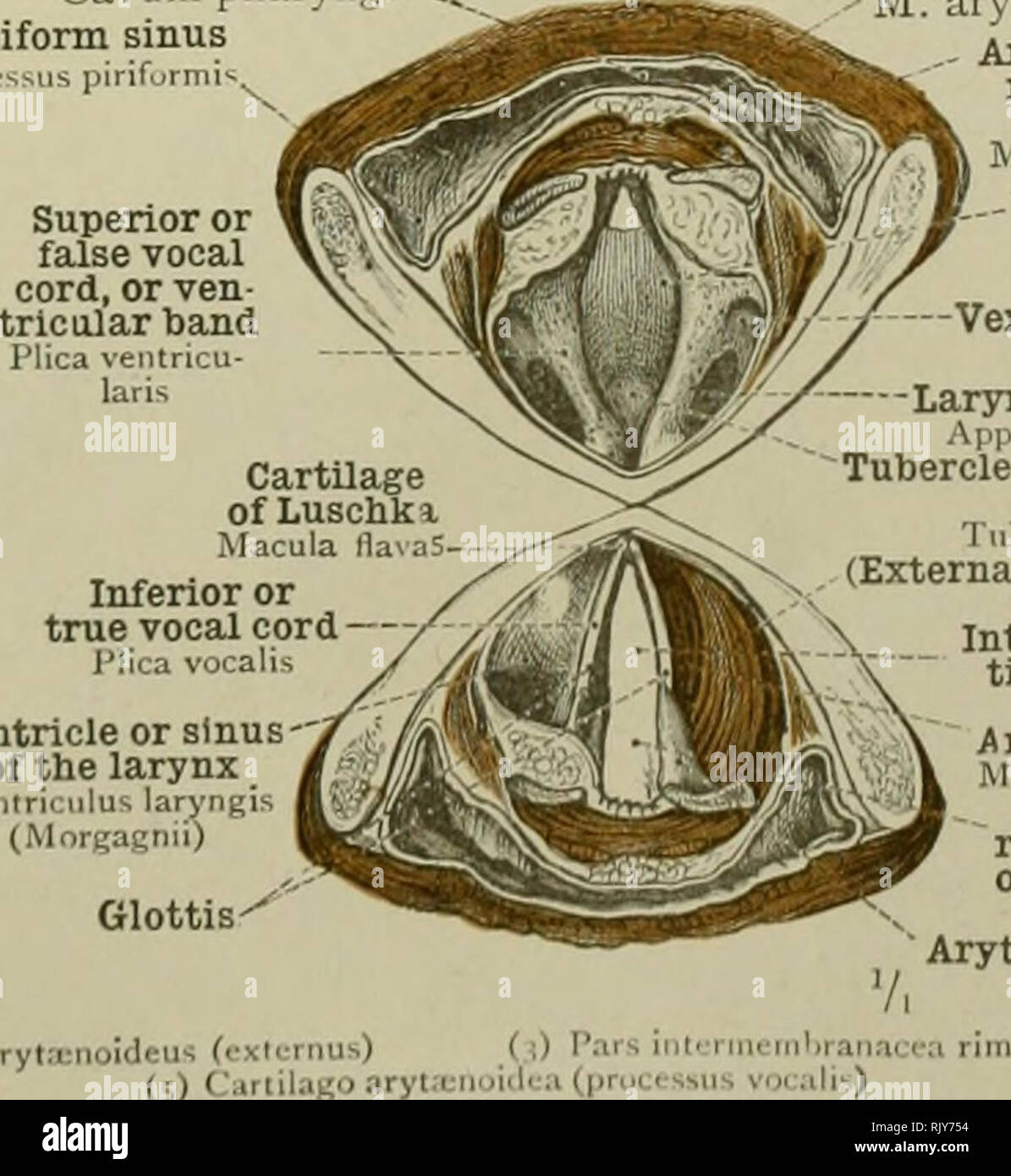 pyriform sinus anatomy