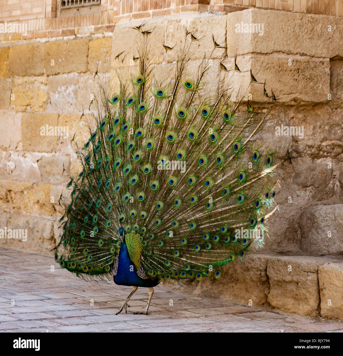 Peacock with tail in full display Stock Photo