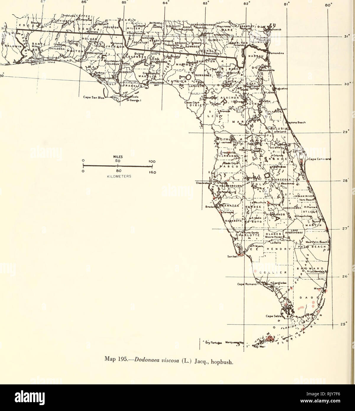 . Atlas of United States trees: volume 5. Florida. Trees. Map 195.—Dodonaea viscosa (L.) Jacq., hopbush.. Please note that these images are extracted from scanned page images that may have been digitally enhanced for readability - coloration and appearance of these illustrations may not perfectly resemble the original work.. Little, Elbert L. (Elbert Luther), 1907-2004; United States. Forest Service. Washington, D. C. : U. S. Dept. of Agriculture, Forest Service Stock Photo