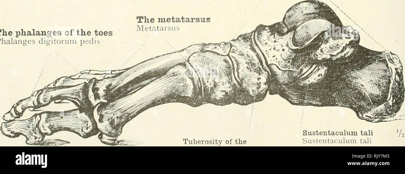 An Atlas Of Human Anatomy For Students And Physicians Anatomy Tuberosity Of The Calcaneum Sinus Of The Tarsus Tuberosity Of The Fifth Metatarsal Bone Tuber Calcanei Sinus Tarsi Gt