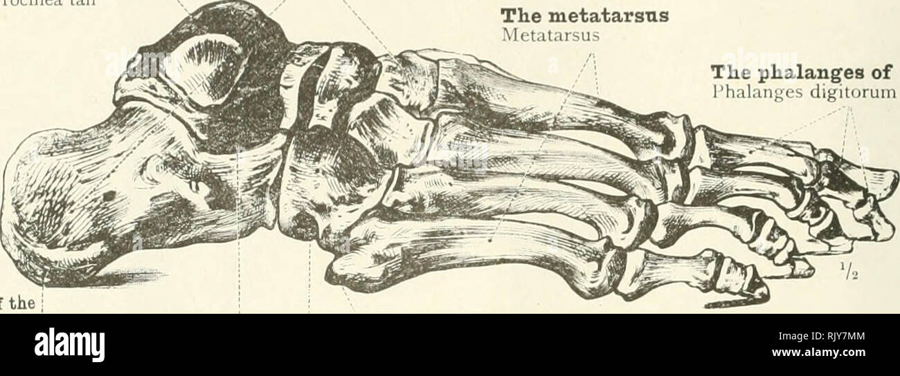 An Atlas Of Human Anatomy For Students And Physicians Anatomy 140 The Skeleton Of The Lower Extremity Superior Articular Surface Of The Astragalus Trochlea Tali The Tarsus Tarsus The Metatarsus Metatarsus