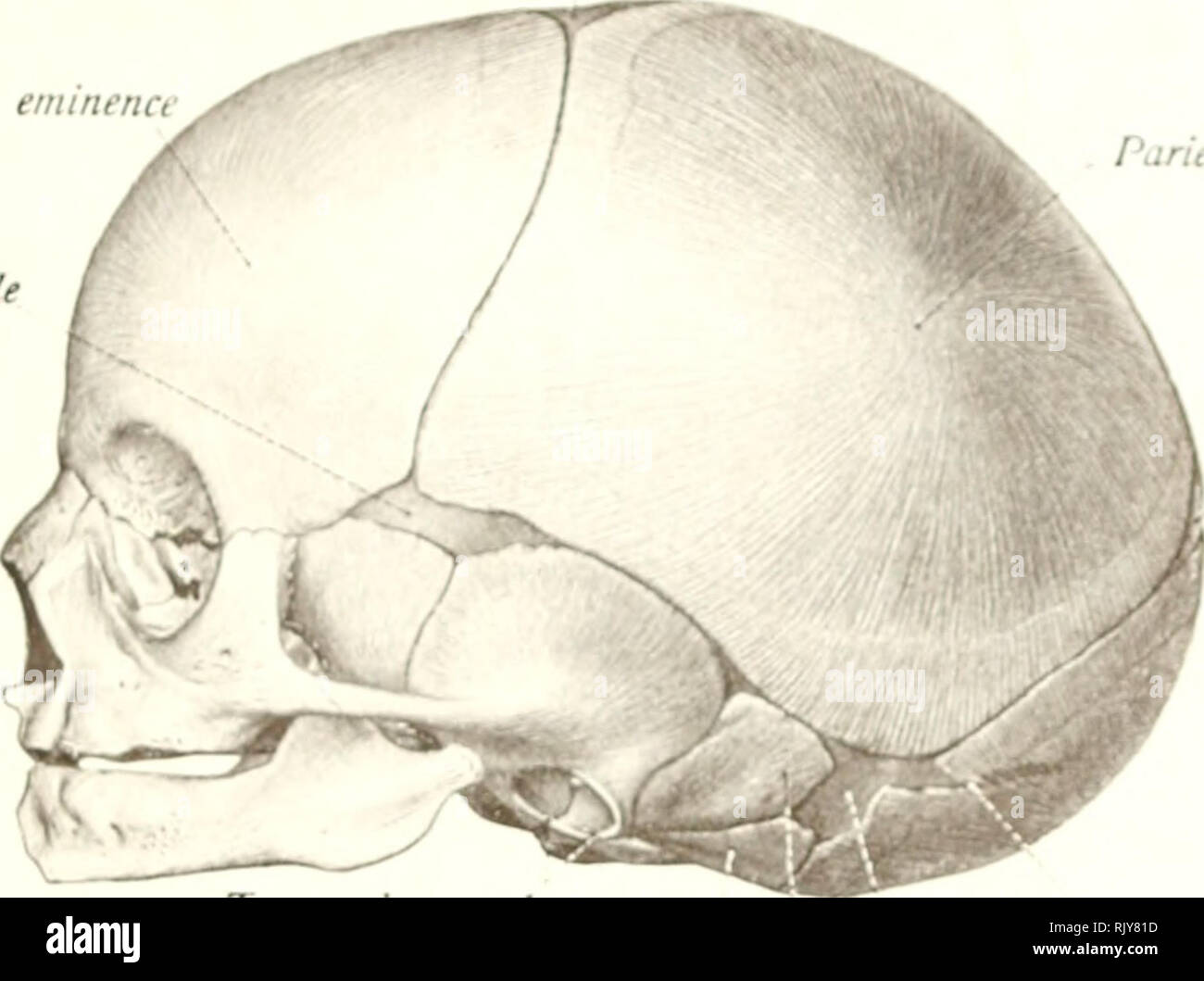 Squamous suture hires stock photography and images Alamy
