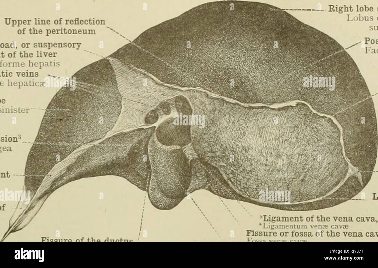 . An atlas of human anatomy for students and physicians. Anatomy. ABDOMINAL AND PELVIC PORTIONS OF THE DIGESTIVE ORGANS 447. Upper line of reflection of the peritoneum ralciform, broad, or suspensory ligament of the liver Lig. falciforme hepatic Hepatic veins -^ Vena: liepatica: Left lobe Lobus sinister (Esophageal impression Impressio cesophagea Left lateral ligament - Lig. triangulare sinistrum â¢Fibrous appendix of the liver' &quot;Appendix fibrosa Right lobe (superior surface) Lobus dexter (facies superior) - Posterior surface Facies posterior Fissure of the ductus venosus Fossa ductus ven Stock Photo