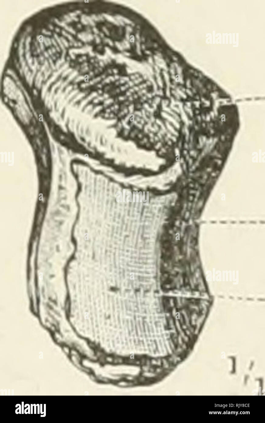 . An atlas of human anatomy for students and physicians. Anatomy ...