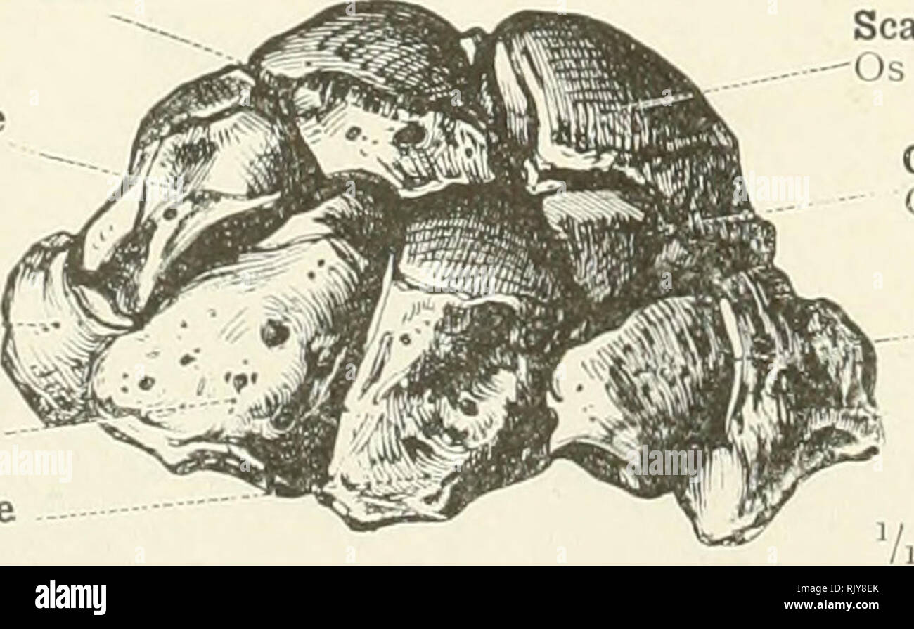 . An atlas of human anatomy for students and physicians. Anatomy. Fig. 283.—Radial Aspect. Fig. 284.—Palmar Aspect. Os Triquetrum—The Right Pyramidal or Cuneiform Bone. V. Articular facet for the pyramidal or cuneiform bona Fig. 285.—Palmar Aspect. Fig. 286.—Posterior Aspect. Os Pisiforme—The Right Pisiform Bone. Lunar (or semilunar) bone Os lunatum Pyramidal or cuneiform bone Os triquetrum Pisiform bone Os pisiforme Unciform bone Os hamatum Os magnum, or capitate bone Os capitatum. Scaphoid bone -Os naviculare Central bone of the carpus (var.) - Os centrale carpi (var.) Trapezoid bone Os mult Stock Photo
