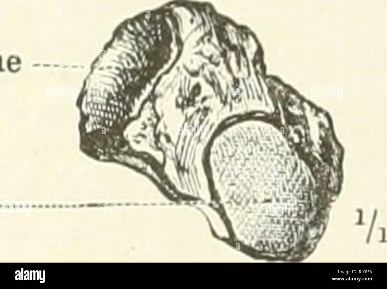 . An atlas of human anatomy for students and physicians. Anatomy. Articular facet for the lunar bone Articular facet for the pisiform bone. Fig. 283.—Radial Aspect. Fig. 284.—Palmar Aspect. Os Triquetrum—The Right Pyramidal or Cuneiform Bone. V. Articular facet for the pyramidal or cuneiform bona Fig. 285.—Palmar Aspect. Fig. 286.—Posterior Aspect. Os Pisiforme—The Right Pisiform Bone. Lunar (or semilunar) bone Os lunatum Pyramidal or cuneiform bone Os triquetrum Pisiform bone Os pisiforme Unciform bone Os hamatum Os magnum, or capitate bone Os capitatum. Please note that these images are extr Stock Photo