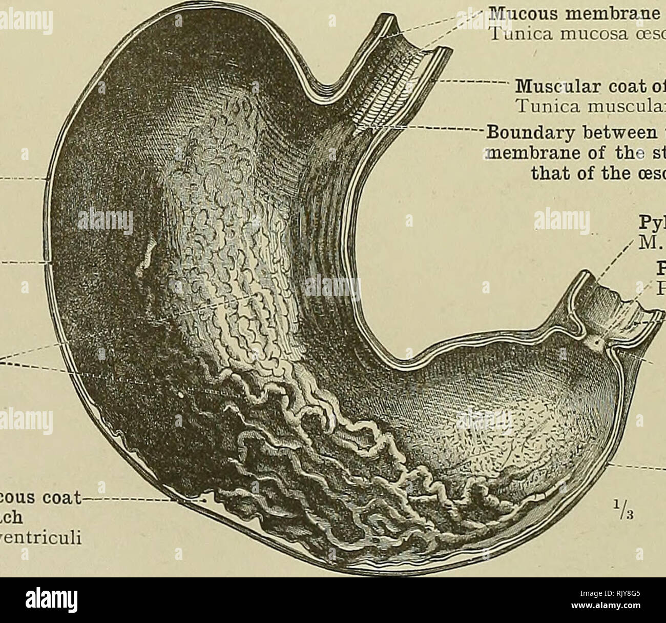 An Atlas Of Human Anatomy For Students And Physicians Anatomy Gieat Cul De Sac Or Fundus Of The Stomach Fundus Ventriculi Lines Showing The Limits Of The Attachment Of The Vis Ceral Peritoneum