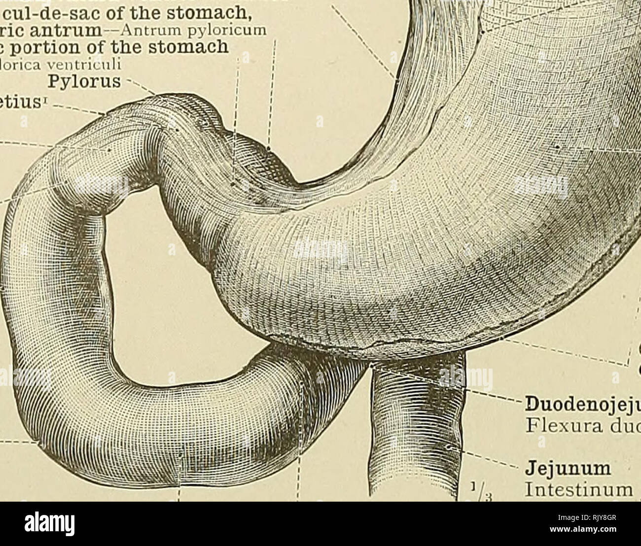 An Atlas Of Human Anatomy For Students And Physicians Anatomy Cardiac Portion Of The Stomach Pais Cardiaca Ventriculi Gieat Cul De Sac Or Fundus Of The Stomach Fundus Ventriculi Lines Showing The