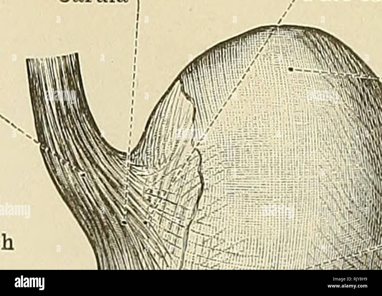 An Atlas Of Human Anatomy For Students And Physicians Anatomy 438 Abdominal And Pelvic Portions Of The Digestive Organs Cesophagus Abdominal Portion Cesophagus Pars Abdominalisj Small Curvature Of The Stomach Curvatura