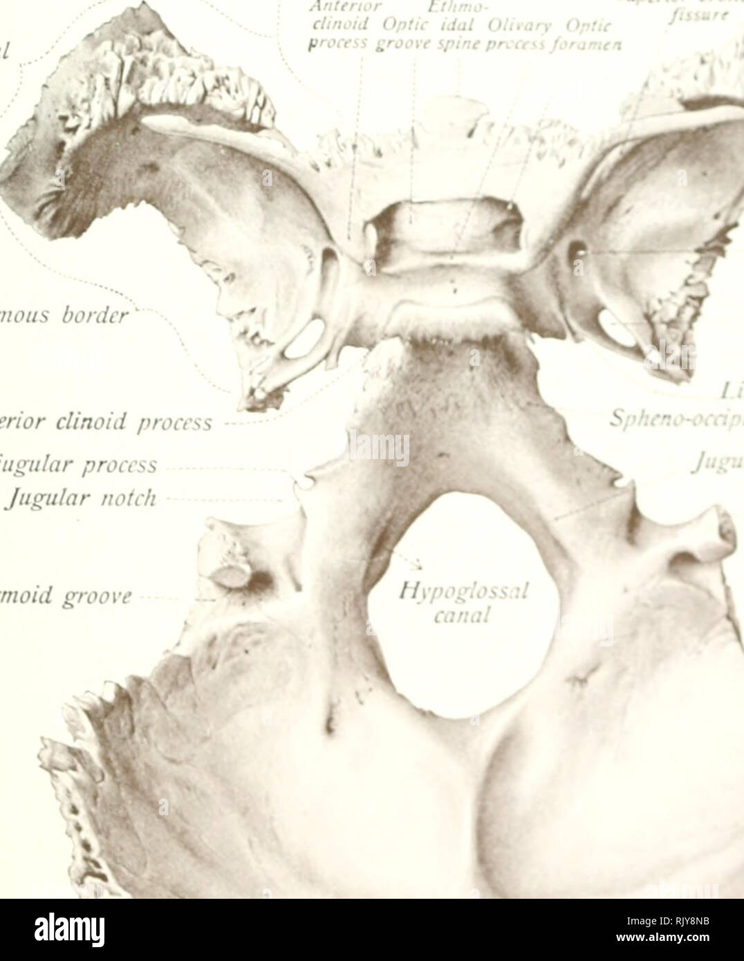 . Atlas and text-book of human anatomy. Anatomy -- Atlases. Squamous portion Frontal border Infrnor nuchal linf fKanum nuchale Anttrior F.tUmo- Parietal -V Superior orbital ^ ctinoiJ Optic idal Otttary Optif /'»&quot;&quot;' process groove spinepricea fariimea &gt;' ' •, F/i: 51.. Squamous border Posterior clinoid process - Intrajugular process Jugular notch Panelal an^it ji i Lframen rotu.iJum *y I onimrn ovalt f-oramrrt spinouim t ingula ^ ^u'nnital svnchonJr^yui Sigmoid groov Jui^lar tubcrcU jugvlar pnyfis MiJiJJ ' -»•&gt; S '• &gt; / ^ •- .^ Lambdaid border Transverse groove. Please note t Stock Photo