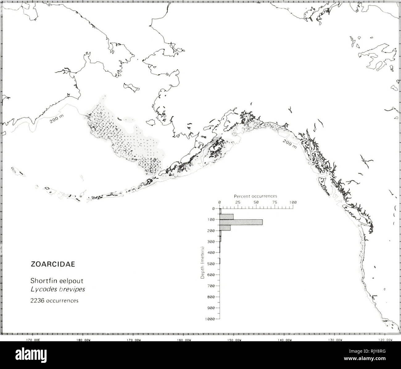 . Atlas and zoogeography of common fishes in the Bering Sea and Northeastern Pacific / M. James Allen, Gary B. Smith. Fishes Bering Sea Geographical distribution.. SHORTFIN EELPOUT, Lycodes brevipes Bean 1890 Zoarcidae: Eelpouts Literature Reported from the Sea of Okhotsk to the Anadyr Gulf in the Bering Sea, in the Aleutian Islands, southeast to Oregon (Andriyashev 1954; Okada and Kobayashi 1968; Eschmeyer and Herald 1983), at depths of 27 to 973 m (Fedorov 1973a; Eschmeyer and Herald 1983). Survey data Found from east of Cape Navarin, southeast along the outer shelf and slope in the eastern  Stock Photo