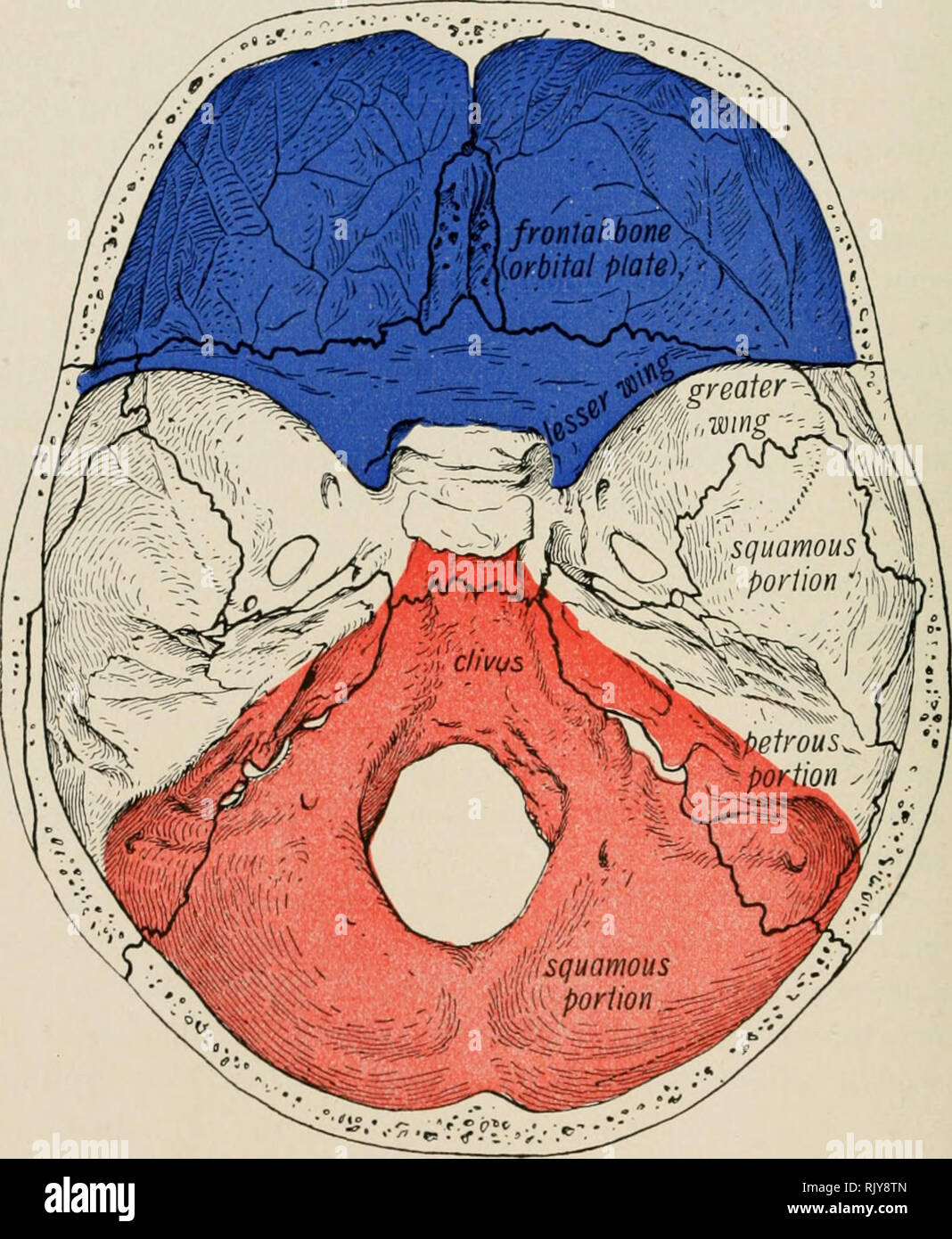 . Atlas and text-book of human anatomy. Anatomy -- Atlases. 42 ATLAS AND TEXT-BOOK OF HUMAN ANATOMY. To the outer side of the sella turcica we see the cerebral surface of the greater wing of the sphenoid bone, which is separated from the o^•erlying lesser wing of the sphenoid by the superior orbital or sphenoidal fissure. The remaining boundaries of this surface are the same as those seen on the external surface of the base of the skull, namely, the sphenoparietal and spheno- squamosal sutures, the foramen lacerum or sphenopetrosal fissure. Near its origin from the body, the greater wing of th Stock Photo