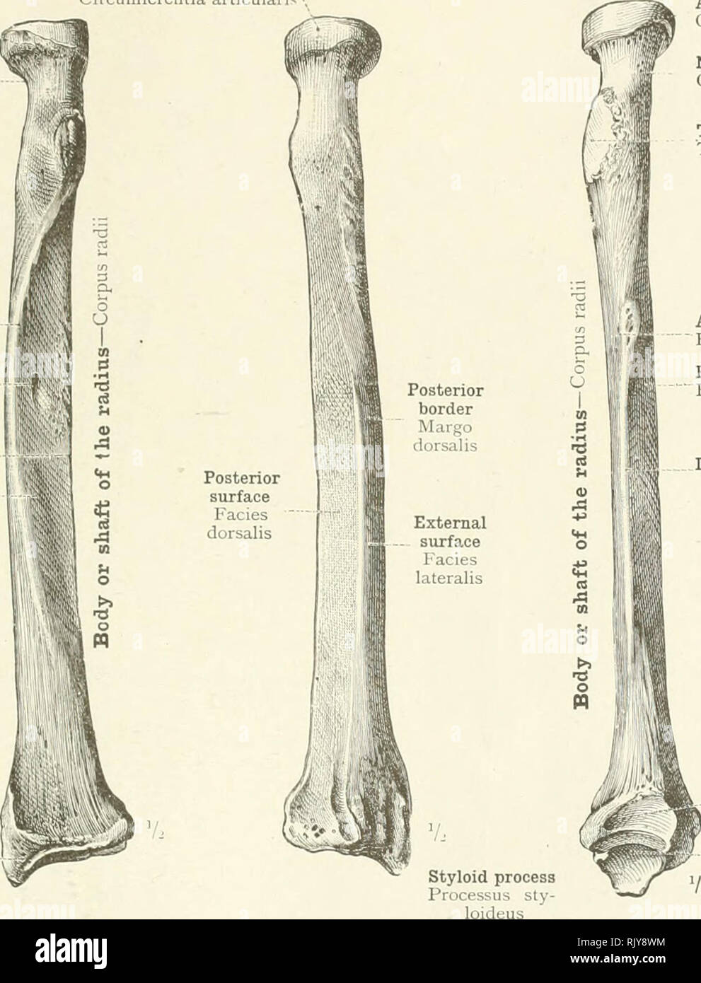 Styloid Process Of Tibia
