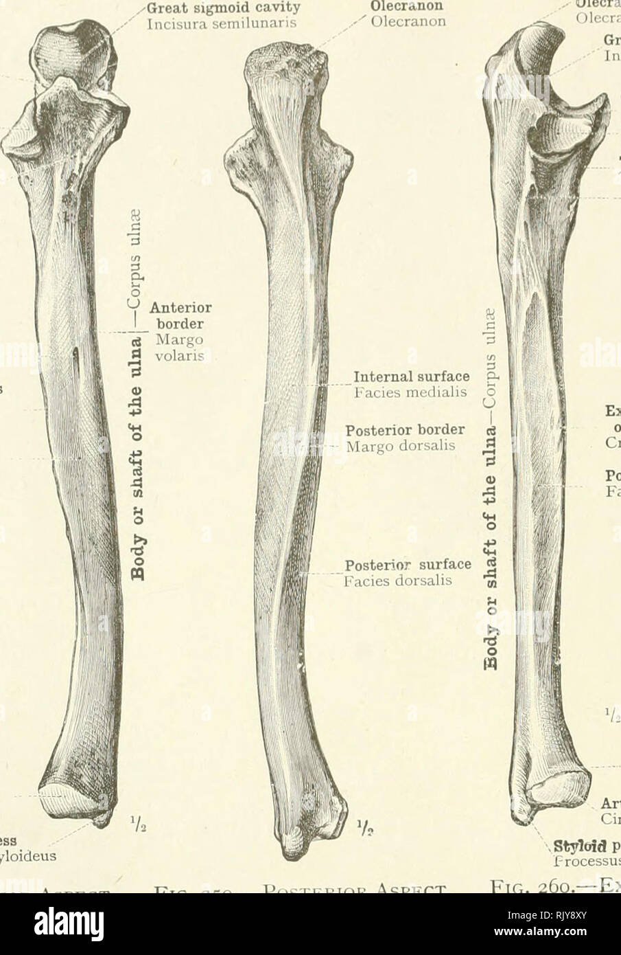 An Atlas Of Human Anatomy For Students And Physicians Anatomy 114 The Skeleton Of The Upper Extremity Great Sigmoid Cavity 1 In I Iura Semilunaris Olecranon I Ili I Ram A