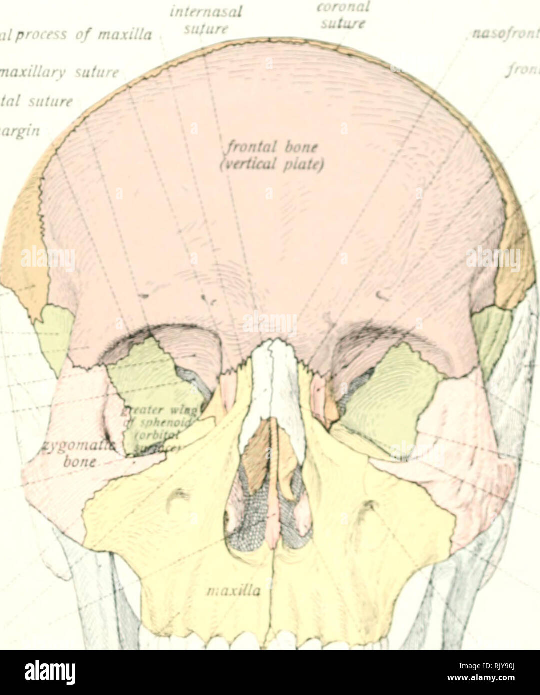 Supraorbital Margin