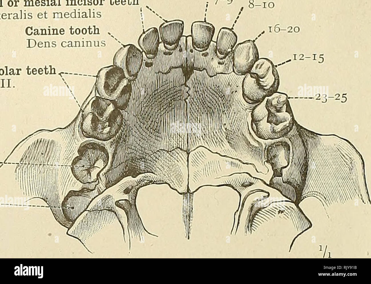. An atlas of human anatomy for students and physicians. Anatomy. 428 CEPHALIC AND CERVICAL PORTIONS OF THE DIGESTIVE ORGANS Lateral and central or mesial incisor teeth ^ Dentes incisivi, lateralis et medialis Canine tooth Dens caninu First and second molar teeth ^- Dentes molares, I., II . Germ of the first permanent molar tooth Alveolus for the second permanent molar tooth. Please note that these images are extracted from scanned page images that may have been digitally enhanced for readability - coloration and appearance of these illustrations may not perfectly resemble the original work..  Stock Photo