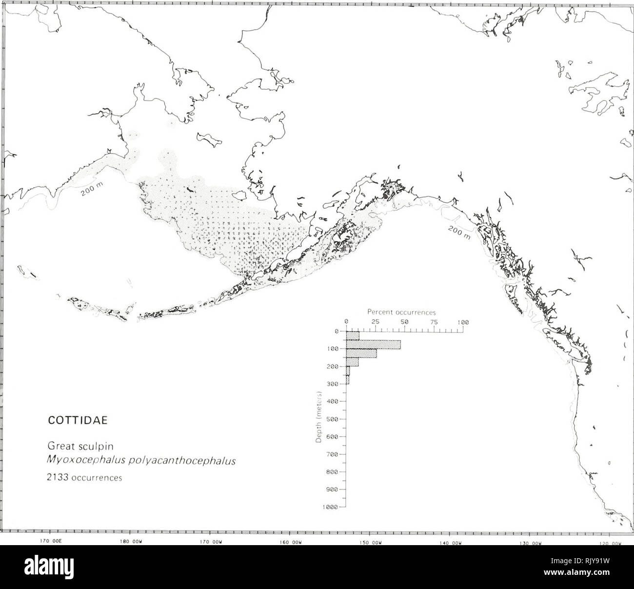 . Atlas and zoogeography of common fishes in the Bering Sea and Northeastern Pacific / M. James Allen, Gary B. Smith. Fishes Bering Sea Geographical distribution.. GREAT SCULPIN, Myoxocephalus polyacanthocephalus (Pallas [1814]) Cottidae: Sculpins Literature Reported from the eastern Sea of Japan to the Commander Islands (but not in the Sea of Okhotsk), east along the Aleutians, north in the Bering Sea to the Pribilof Islands, and southeast to Puget Sound, Washington (Wilimovsky 1964; Quast and Hall 1972; Eschmeyer and Herald 1983), at depths of 0 to 320 m (Neelov 1979). Survey data Found from Stock Photo
