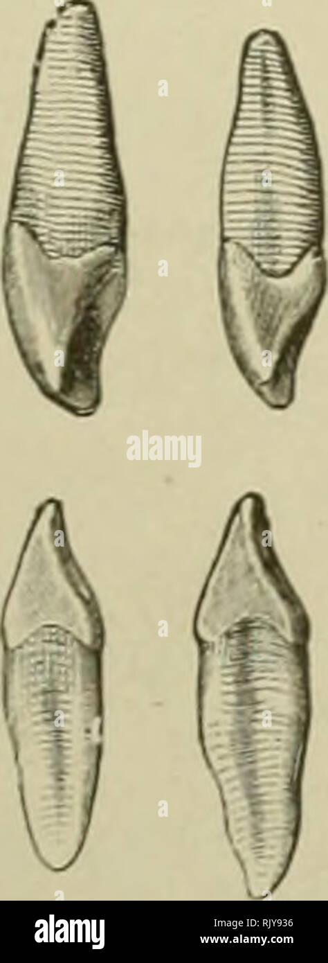 An Atlas Of Human Anatomy For Students And Physicians Anatomy Central Or Mesial And Lateral Incisor
