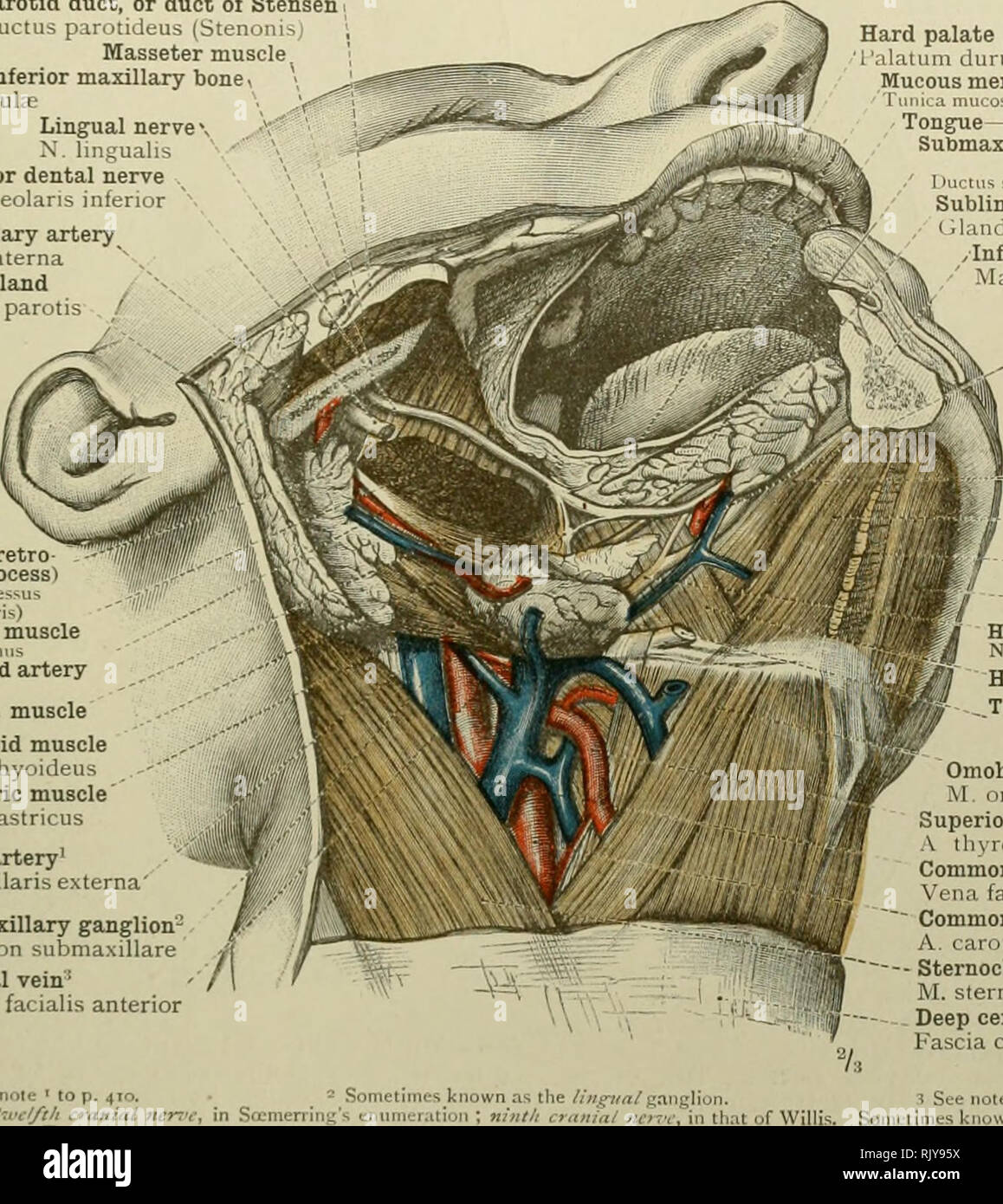 . An atlas of human anatomy for students and physicians. Anatomy. CEPHALIC AND CERVICAL PORTIONS OF THE DIGESTIVE ORGANS 425 Parotid duct, or duct of Stensen Ductus parotidcu^ (Sttn Masseter muscle. Ramus of the inferior maxillary bone Ramus mandibula;- Lingual nerve- N. liiigualis Inferior dental nerve N. alveolaris inferior Internal maxillary artery A. maxillaris interna Parotid gland Glandula parotis ' Parotid gland (retro mandibular process) Gl. i.aroli (pr t^ us Internal pterygoid muscle M. ptcMsoideusint^rn External carotid artery A. caroliscN-tern.'i Styloglossus muscle Stylohyoid muscl Stock Photo