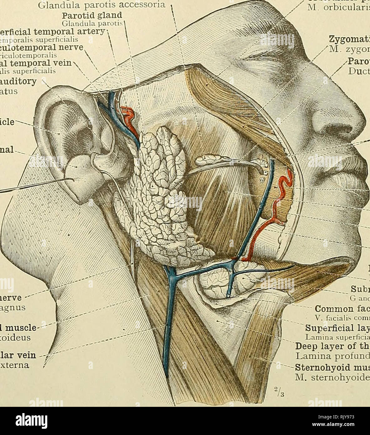 . An atlas of human anatomy for students and physicians. Anatomy. 424 CEPHALIC AND CERVICAL PORTIONS OF THE DIGESTIVE ORGANS Socia parotidis Glandula parotis accessoua Parotid gland Glandula parolisl Superficial temporal artery,  A. temporalis superlicialis   Auriculotemporal nerve N. aunmlotempor lU-.  Superficial temporal vem  - V. temporalis superhcialis ^ Cartilage of the external auditory  meatusâCartilage meatus auditcrii externi Pinna, or auricle- Auricula Lobe or lobule of the external. ear (turned upwards) Lobulus auriculas. Great auricular nerve -' N. auricularis magnus Sternoc Stock Photo