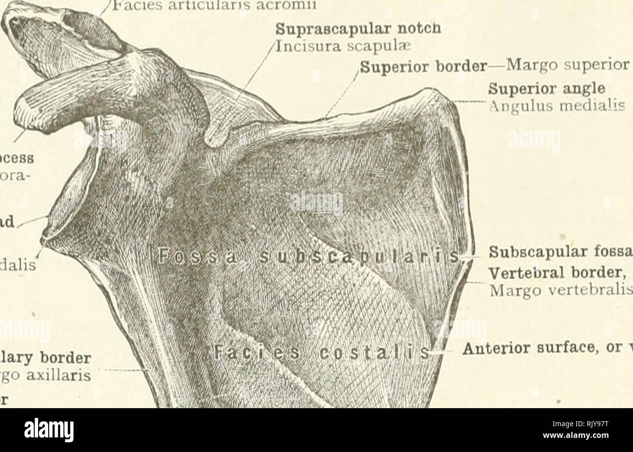 . An atlas of human anatomy for students and physicians. Anatomy. 110 THE SKELETON OF Till: UPPER EXTREMITY Clavicular facet /Facies articularis acromii Suprascapular notch lira scapula' ,Superior borderâMargo superior Superior angle &quot; Angulus medialis Coracoid process Processus cora- coideus Glenoid fossa Cavitas glenoidalis 'Oblique lines for the attachment of the tendinous intersections of the sub3capularis muscle â¢Lineae musculares. Subscapular fossa II Vertebral border, or base Axillary border Margo axillaris 0 S t a I i S Anterior surface, or venter / Acromion Acromion Superior ang Stock Photo