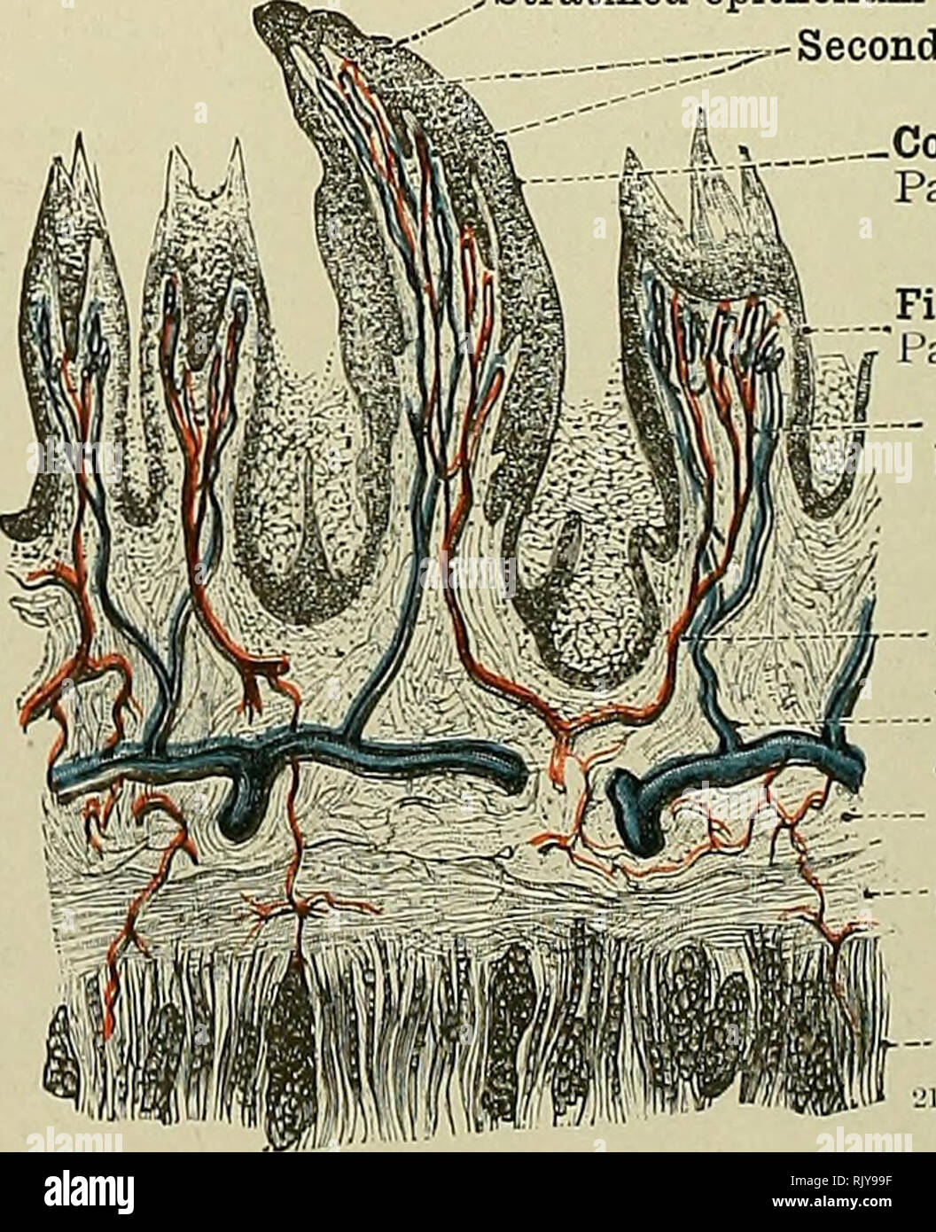 . An atlas of human anatomy for students and physicians. Anatomy. Fungiform papilla Papilla fungiformis Fig. 681.—Papilla Fungiformis, Fungiform Papilla of the Tongue, in Longitudinal Sec- tion. stratified epithelium ,^-Secondary papillae Conical papilla Papilla conica. Filiform papilla Papilla filiformis - Capillary bloodvessels Arteriole Venule Areolar tissue of the mucous membrane (corium)—I^amina propria mucosa; Submucous fibrous stratum, or fascia of the tongue Fascia lingua; Muscle Fig. 682.—Papilla Conica, Conical Papilla of THE Tongue, among Filiform Papilla, in Longitudinal Section. T Stock Photo