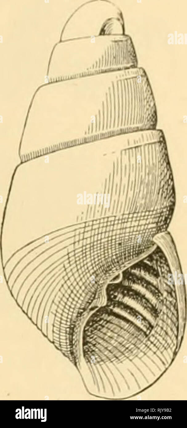 . The atoll of Funafuti, Ellice group: its zoology, botany, ethnology ...