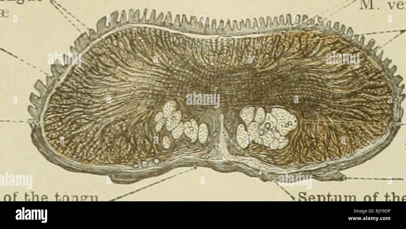 Transverse Muscle Stock Photos & Transverse Muscle Stock Images - Alamy