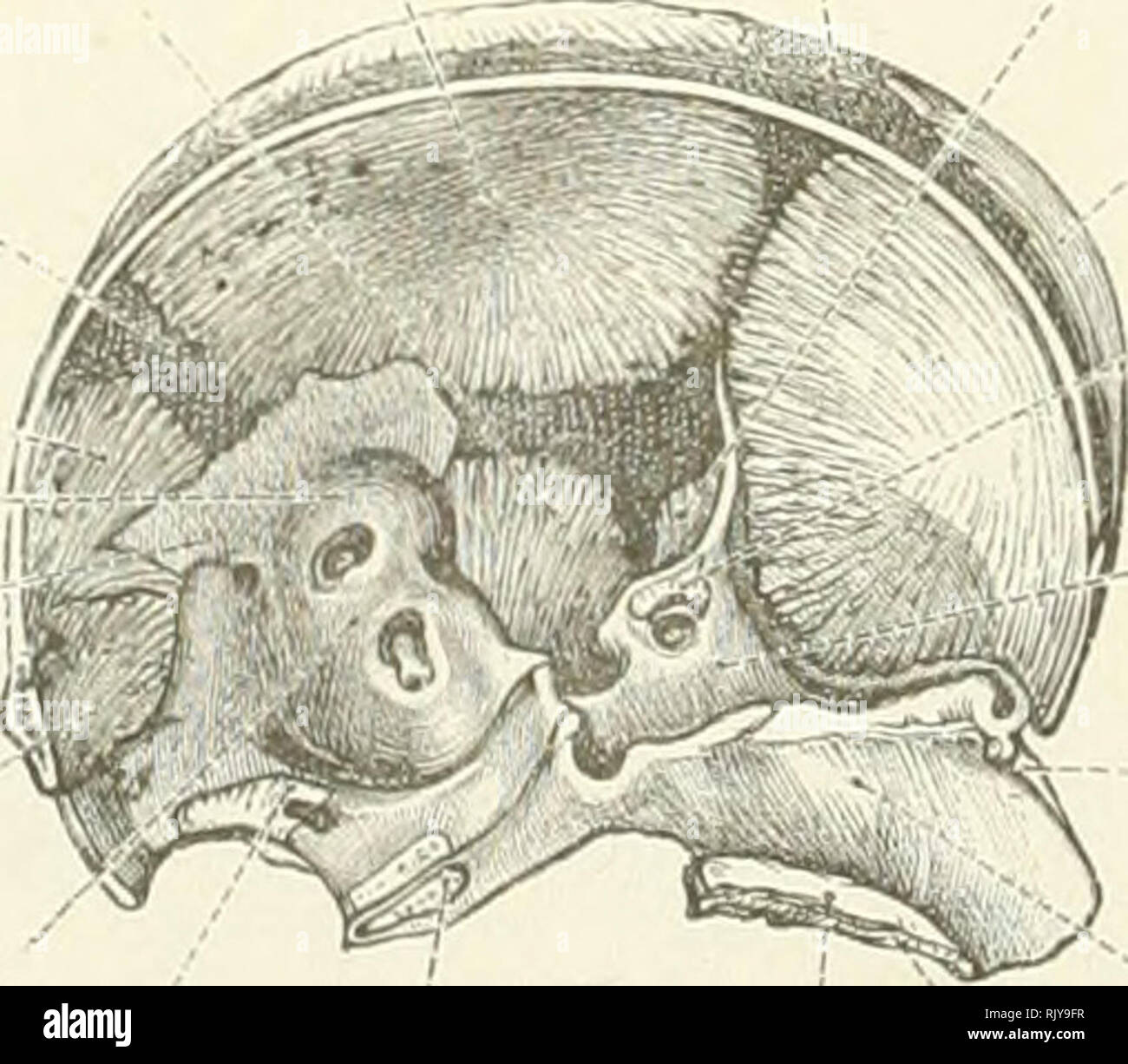. An atlas of human anatomy for students and physicians. Anatomy. j Umbilical vesicle Vesicula umbilicalis Fig. 223.—Human Embryo, Four Weeks old. The umbilical vesicle has been opened. Parietal bone Os parietale Squamous portion of the temporal bone Squama temporalis Membranous portion of the primordial cranium Pars membranacea cranii primordialis intermembranous part of the supra-occipital portion of the occipital bone1 Pars intermembranacea squamae occipitalis 1 erlor semicircular canal—Canals -.emicircularis superior Cartilaginous portion of the primordial cranium Pars cartilaginea cranii  Stock Photo