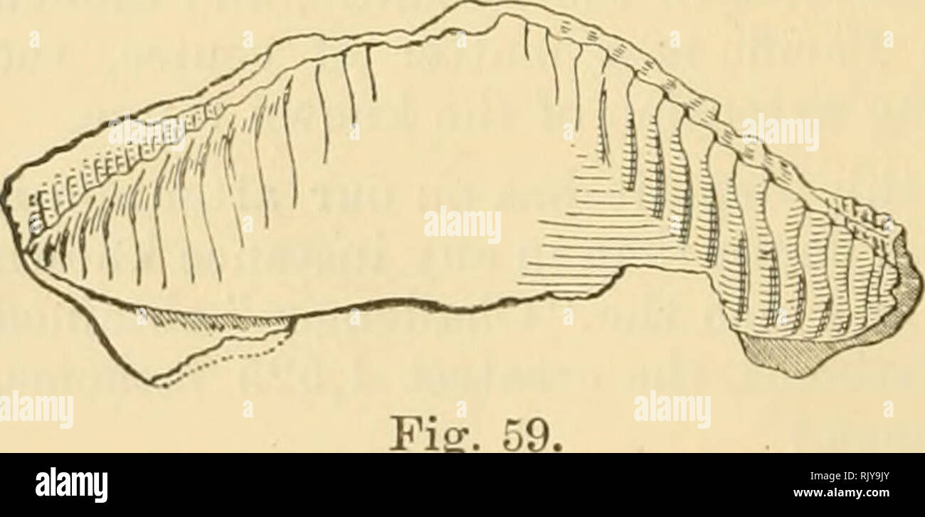 . The atoll of Funafuti, Ellice group: its zoology, botany, ethnology, and general structure based on collections made by Mrs. Charles Hedley, of the Australian museum, Sydney, N. S. W. 550 FUNAFUTI ATOLL. Ccecum vertebrate—off Tutaga in 45 - 52, 50 - 60, and 200 fathoms; off Beacon Islet (Funamanu), at 150; and in 36 fathoms north; and 36 fathoms N. 30° W. of Pava. This is evidently from its abundance a native of the deeper water. Some of the examples from 150 and 200 fathoms have a few brown blotches on the shell. Ccecum gulosum—dredged at every station with C, vertebrate. Columbella varians Stock Photo