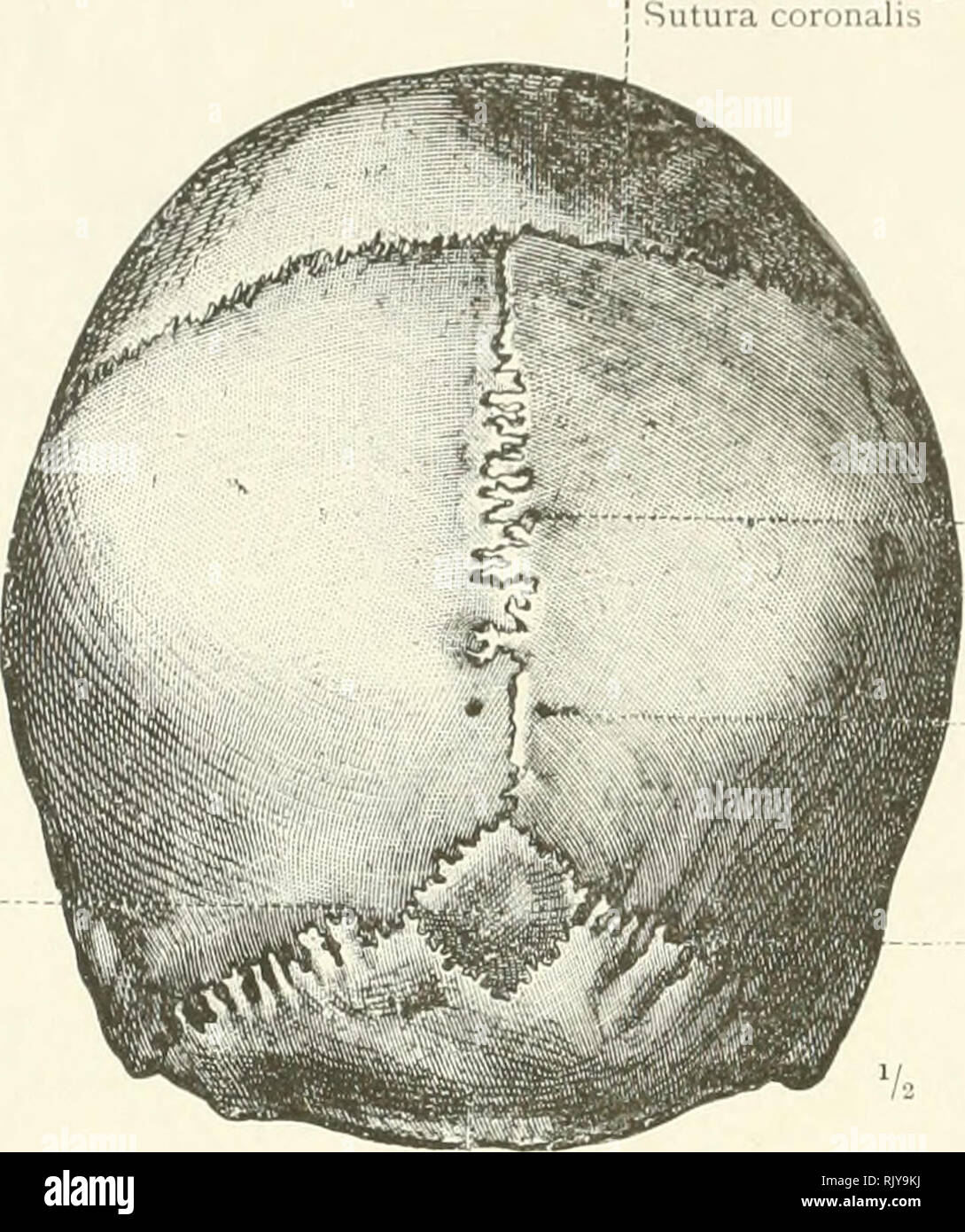 sagittal suture