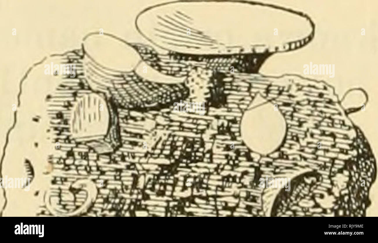 . The atoll of Funafuti, Ellice group: its zoology, botany, ethnology, and general structure based on collections made by Mrs. Charles Hedley, of the Australian museum, Sydney, N. S. W. 508 FUNAFUTI ATOLL. for birds, and was therefore inadmissible. He proposed to sub- stitute Bactronophorus, Tapparone Canefri (1877). As, however, the prior name of Nausitoria is available, that must come into use when Calobates is abandoned. The Teredinid* have been unfortunate in their monographers. The account in the last volume of the Conchologia Iconia, by Sowerby, is a slovenly production and full of error Stock Photo