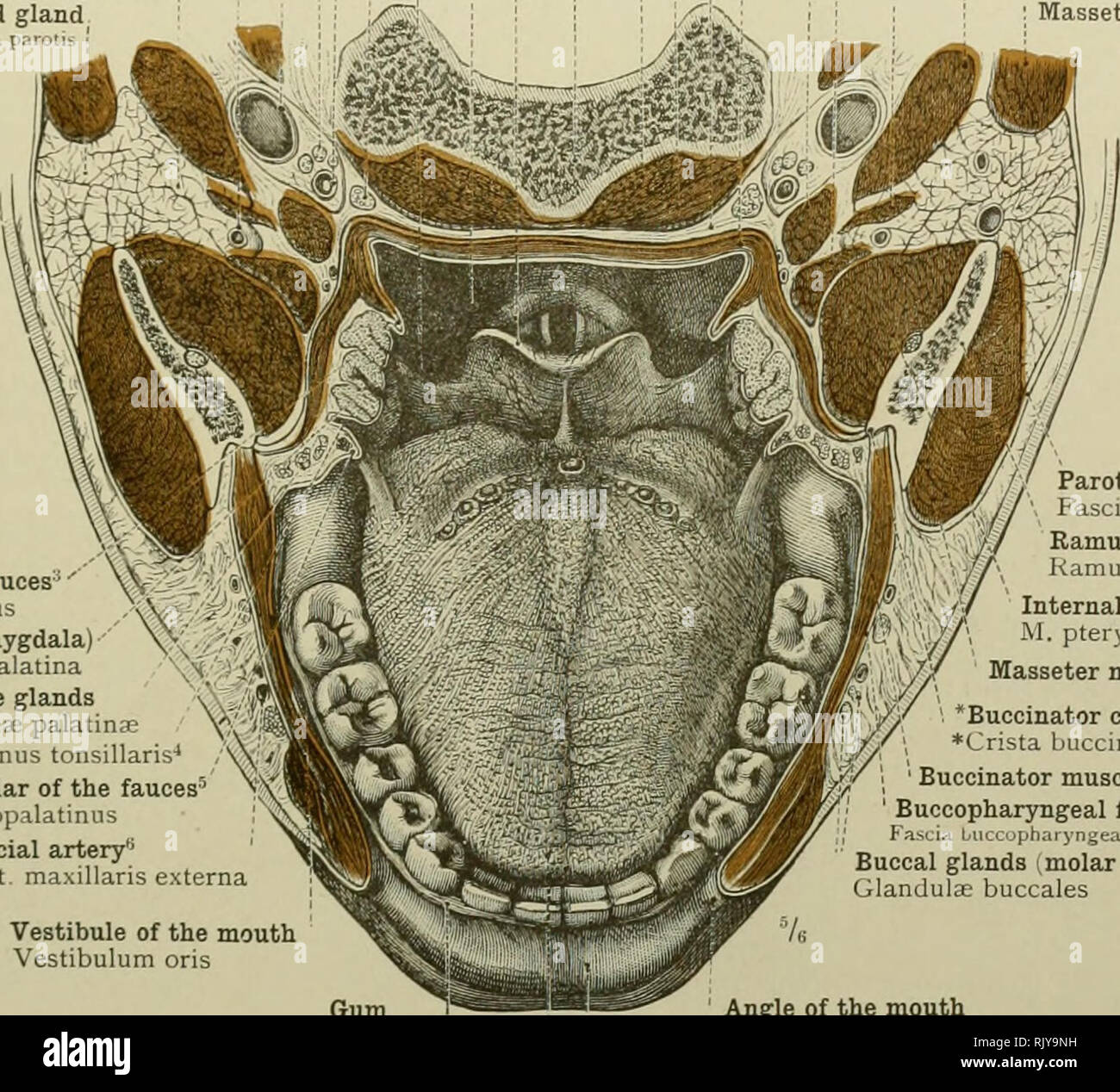 . An atlas of human anatomy for students and physicians. Anatomy. CEPHALIC AND CERVICAL PORTIONS OF THE DIGESTIVE ORGANS 415 Epiglottis Pharyngeal cavity Cavum pharyngis Pharyngo-epiglottic fold' I Plica pharyngo-epiglcttica Superior cervical ganglion (ianglion cer'icale siiperiu Internal carotid artery- Art. carotis interna; Pneiunogastric. glossopharyngeal, and hypoglossal | nervesâNn- amis, glos.scpharyngeus et hypoglossus ; I Internal jugularveinâVena jugularis interna ; ; I External carotid arteryâArt. carotis externa . i i i Retromandibular process of the ' ! i parotid gland Processusr Stock Photo