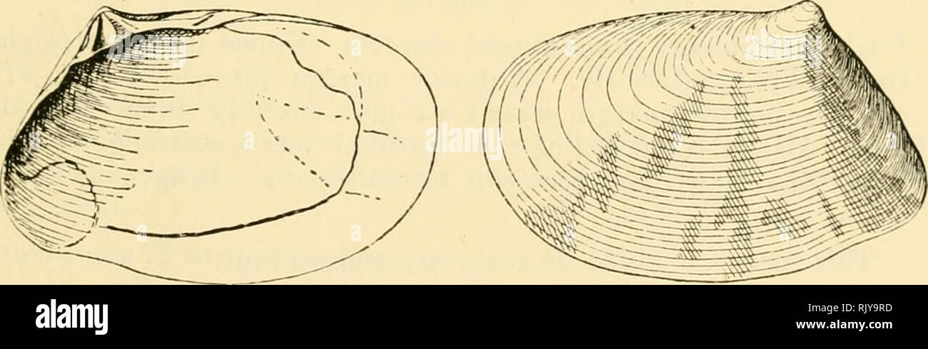 . The atoll of Funafuti, Ellice group: its zoology, botany, ethnology, and general structure based on collections made by Mrs. Charles Hedley, of the Australian museum, Sydney, N. S. W. THE MOLLUSCA—HEDLEY. 499 though actually mentioning the page of his predecessor's work, states that the habitat of the species is unknown. Such evidence of carelessness supports me in concluding that Sowerby again described this species as T. obliquistriala,* from &quot; Kingsmill Island,&quot; by which the Kingsmill or Gilbert Group are doubtless intended. It is in this Museum from Aneiteum, New Hebrides. Tell Stock Photo