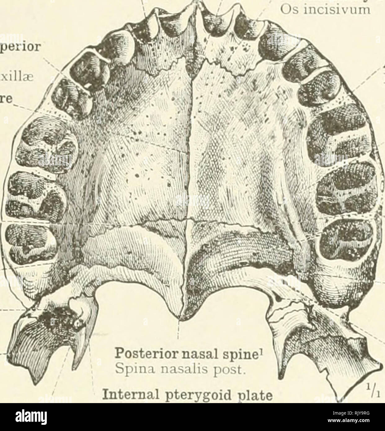 . An atlas of human anatomy for students and physicians. Anatomy. THE SKULL AND THE BONES OF THE SKULL m Anterior palatine or premaxillary suture Sutura incisiva Palate process of the superior maxillary bone Processus palatinus maxi Middle or median palatine suture Sutura palatina mediana Posterior or transverse palatine suture- Sutura palatina transversa Horizontal or palate plate of the palate bone Pars horizontalis ossis palatini Pyramidal process, or tuberosity,. of the palate bone Processus psramidalis External pterygoid plate Lamina lateralis proces- sus pterygoidei Anterior palatine fos Stock Photo