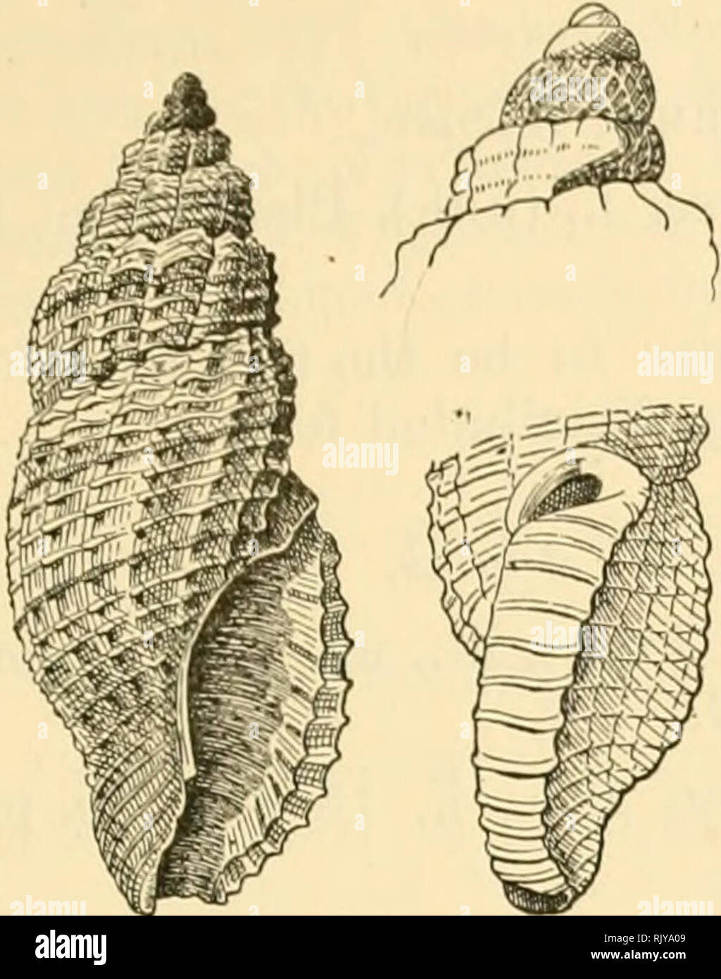 . The atoll of Funafuti, Ellice group: its zoology, botany, ethnology, and general structure based on collections made by Mrs. Charles Hedley, of the Australian museum, Sydney, N. S. W. THE MOLLUSOA—HEDLEY. 475. Fig. 43. Clathueella irretita, sp. nov. (Fig. 43). Shell ovate-fusiform, narrow, tur- retted and sharply angled below a sloping shoulder. Colour white, from the suture to the angle opaque, below the angle hyaline with opaque beads; protoconch buff yellow, a splash of the same on the anterior dorsal por- tion of the last whorl; a pale yellow thread, confined to one spiral cord, ascends  Stock Photo