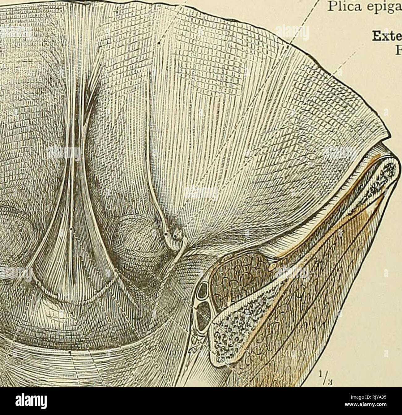 An atlas of human anatomy for students and physicians. Anatomy. 386  INGUINAL CANAL AND FEMORAL CANAL Anterior crural or femoral nerve N.  femoralis Iliac fascia Fascia iliaca '/ Parietal peritoneum Peritom;um