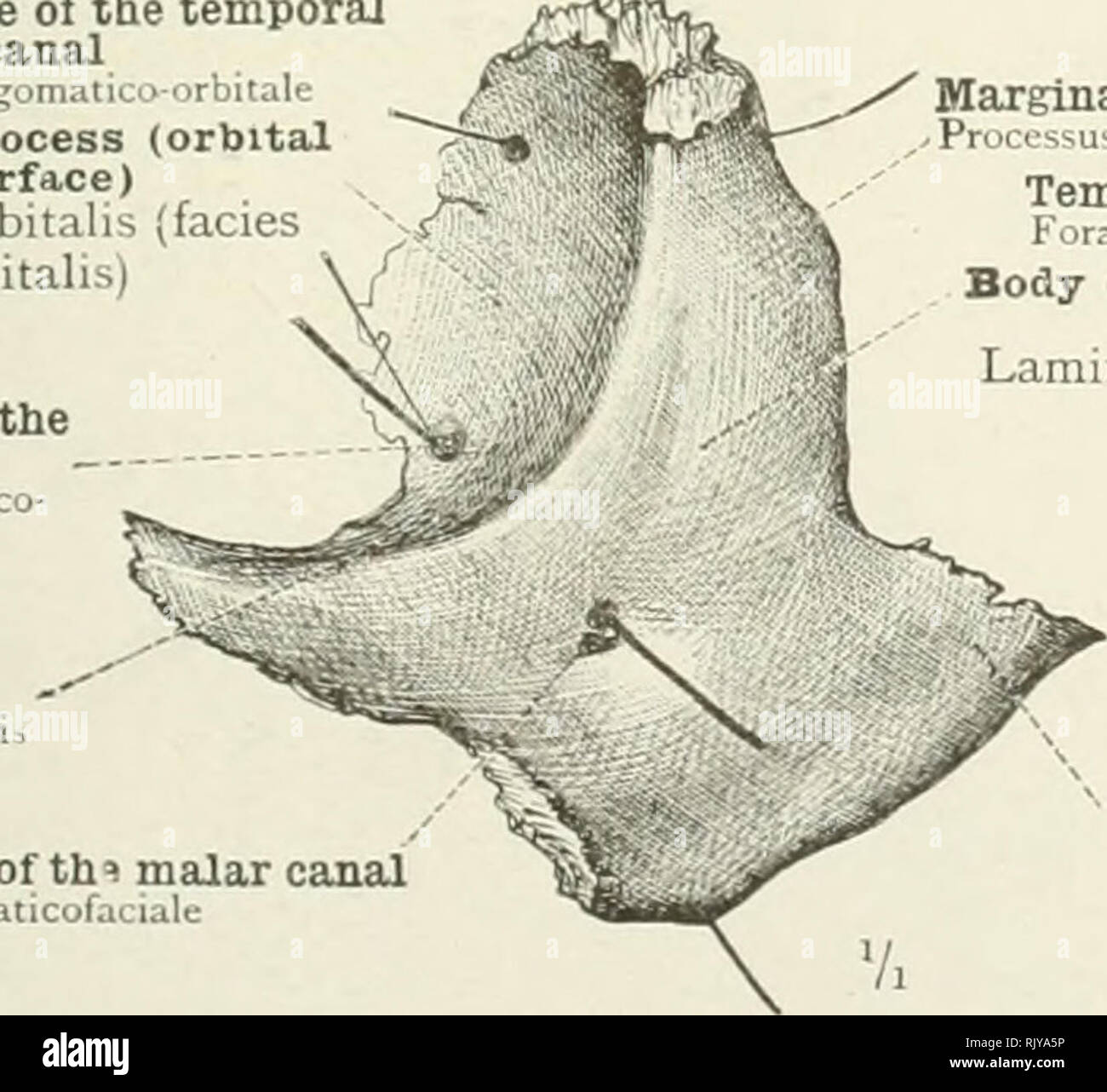 Zygomaticoorbital hi-res stock photography and images - Alamy