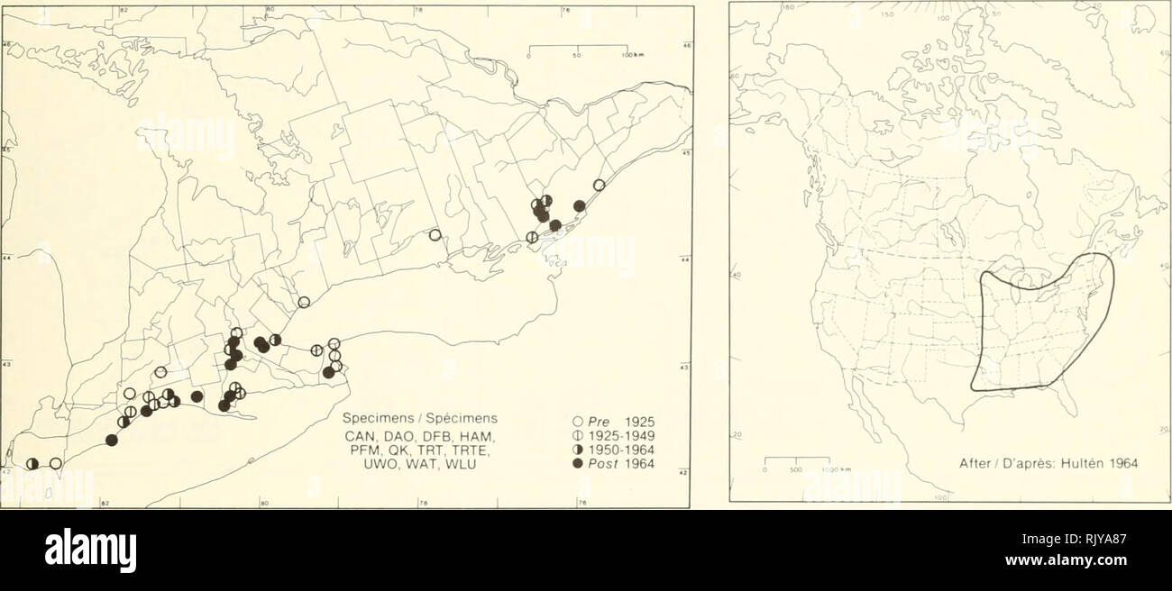 . Atlas of the rare vascular plants of Ontario. Rare plants; Botany. Atlas of the Rare Vascular Plants of Ontario / Atlas des plantes vasculaires rares de l'Ontario ASPLENIACEAE Phegopteris hexagonoptera (Michx.) Fée (Thelypteris hexagonoptera (Michx.) Weatherby, Dryopteris hexagonoptera (Michx.) C. Chr.) Broad beech fern Fougère du hêtre. HABITAT: Rich, moist soil in mature deciduous woods. STATUS: Rare in Canada. Possibly extirpated in Kansas; endangered in Texas; threatened in Wisconsin; rare in Iowa and Minnesota. NOTES: The decreasing area of deciduous woodland habitat in southern Ontario Stock Photo