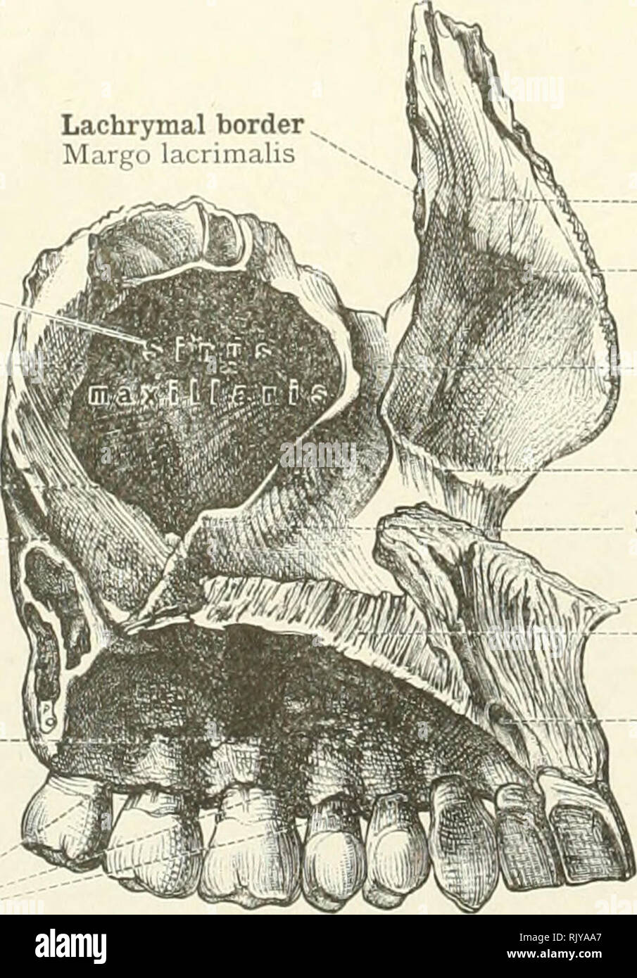 . An atlas of human anatomy for students and physicians. Anatomy