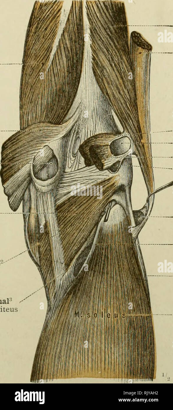 An atlas of human anatomy for students and physicians. Anatomy. THE MUSCLES  OF THE LOWER EXTREMITY 363 Semimembranosus muscle Inner head of the  gastrocnemius muscleâ Bursa of the inner head of