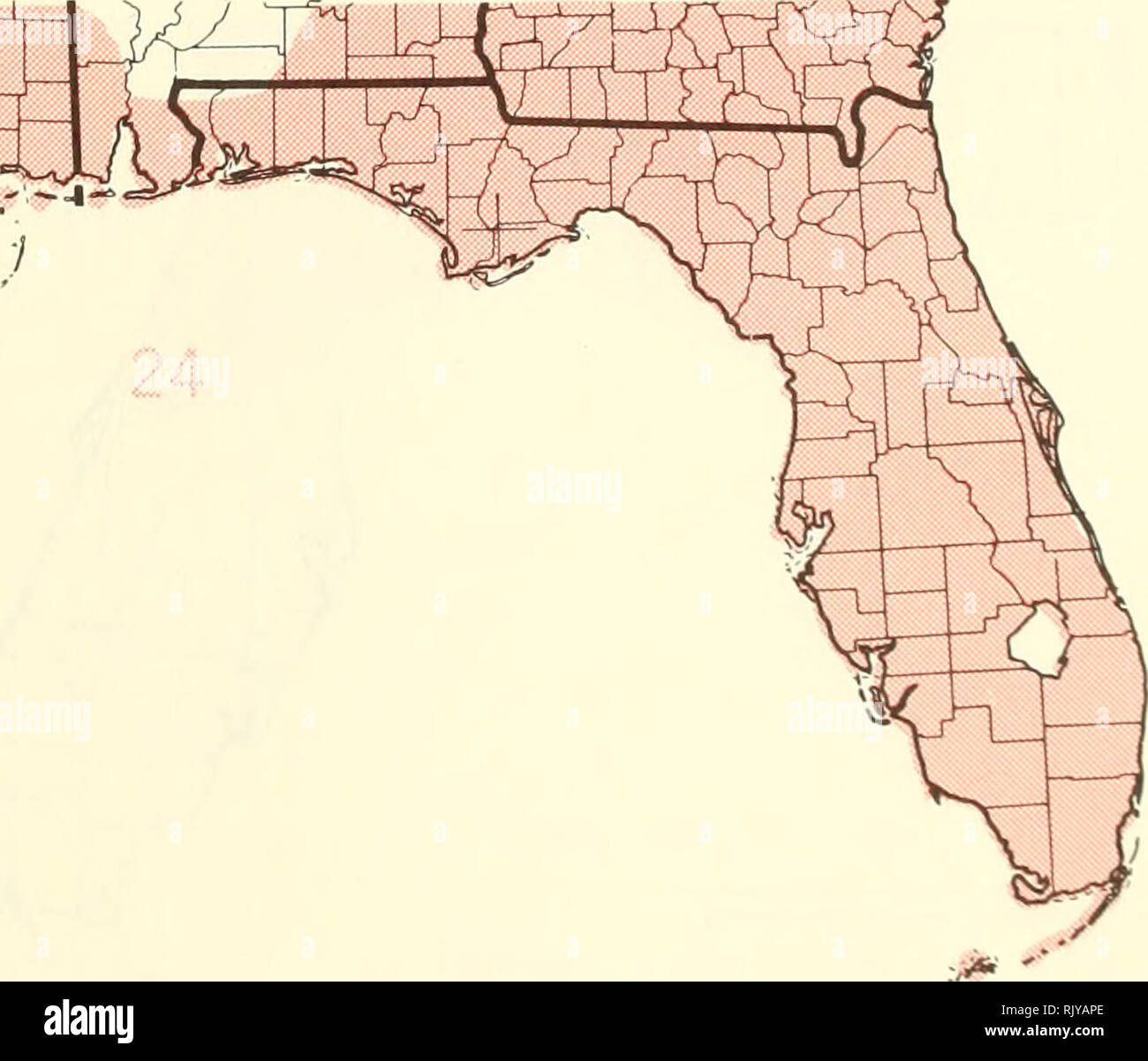 . Atlas of United States trees: volume 5. Florida. Trees. Map 19.—Aesculus pavia L., red buckeye. Map 20.—Alnus serrulata (Ait.) Willd., hazel alder. Map 21.—Amelanchier arborea (Michx. f.) Fern., downy serviceberry. Map 22.—Aralia spinosa L., devils-walkingstick. Map 23.—Asimina triloba (L.) Dunal. pawpaw. Map 24.—Baccharis halimifolia L., eastern baccharis.. Please note that these images are extracted from scanned page images that may have been digitally enhanced for readability - coloration and appearance of these illustrations may not perfectly resemble the original work.. Little, Elbert L Stock Photo