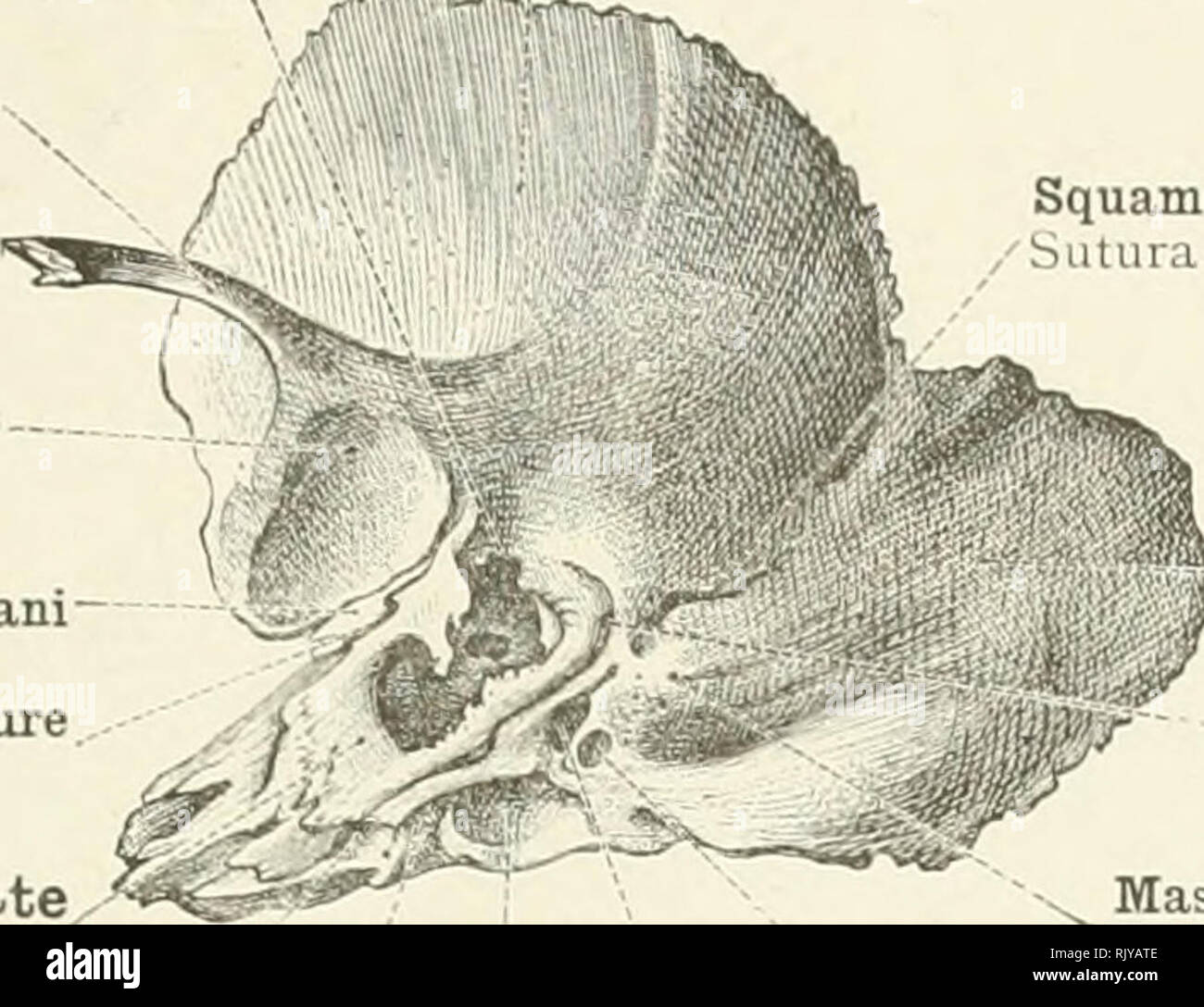 . An atlas of human anatomy for students and physicians. Anatomy. THE SKULL AND THE BONES OF THE SKULL 71 Notch of Rivinus Incisura tympanica (Rivini) Zygoma Processus zygomaticus Articular portion of glenoid fossa Facies articularis Free margin of tegmen tympani Fissure of Glaser, or petrotympanic fissure Fissura petrotympanica (Glaseri) Squamous portion of temporal bone ] Squama temporalis  sT^—p.. Squamosomastoid suture Sutura squamosomastoidea Mastoid portion Pars mastoidea ..Tympanomastoid fissure F'issura tympanomastoidea Jugular Mastoid process Processus mastoideus Tympanic plate Pars  Stock Photo