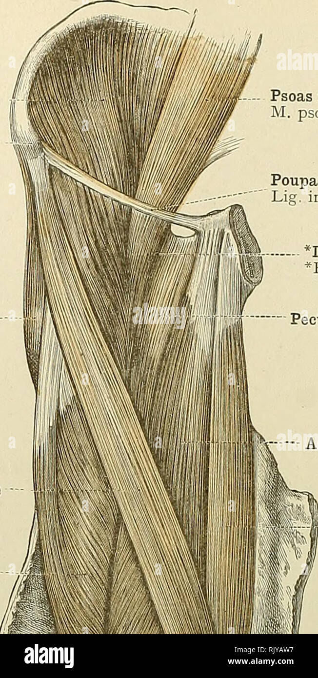 . An atlas of human anatomy for students and physicians. Anatomy. 350 THE MUSCLES OF THE LOWER EXTREMITY 'IhJ Iliacus muscle Anterior superior spine of the ilium Spina iliaca anterior superior Tensor vaginae femoris or tensor fasciae femoris muscle M. tensor fascia; latse Sartorius muscle Rectus femoris muscle Vastus internus muscle M. vastus medialis Deep fascia of the thigh, or fascia lata Prepatellax subcutaneous bursa Bursa pr^patellaris subcutanea Infrapatellar subcutaneous bursa Bursa infrapatellaris subcutanea. Psoas magnus muscle W. psoas major Poupart's ligament (superficial femoral a Stock Photo