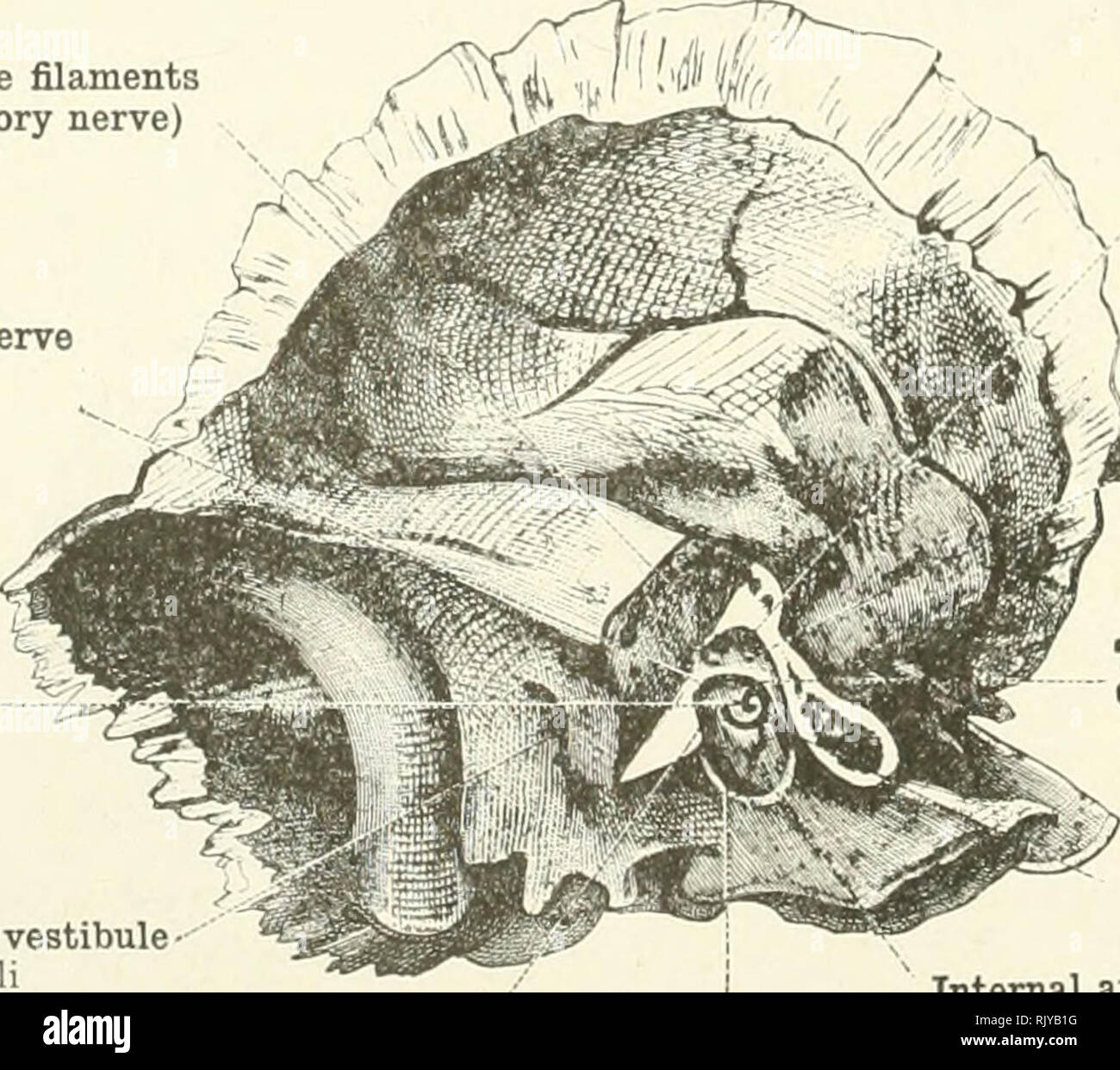 . An atlas of human anatomy for students and physicians. Anatomy. External semicircular canal Canalis semicircularis lateralis Superior border of the petrous bone 'Angulus supers ir pj I Posterior semicircular canal Canalis semicircularis posterior Posterior surface of the petrous bone Facies posterior pyramidis Promontory Promontorium Aqueduct of Fallopius Canalis facialis s. Fossula of the fenestra rotunda, or fossula rotunda Fossula fenestra; cochlea; Fenestra ovalis Fenestra vestibuli Fig. 139.—The Bony Labyrinth, Labyrinthus Osseus, shown in the Left Petrous Portion. Seen obliquely from i Stock Photo